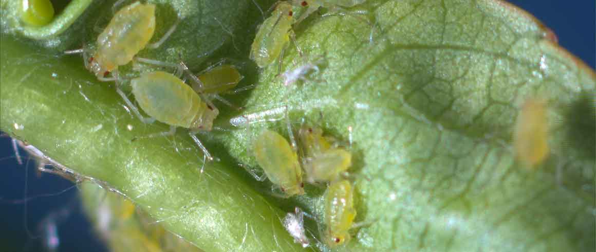 Afidi che resistono agli insetticidi, svelato l’enigma genetico