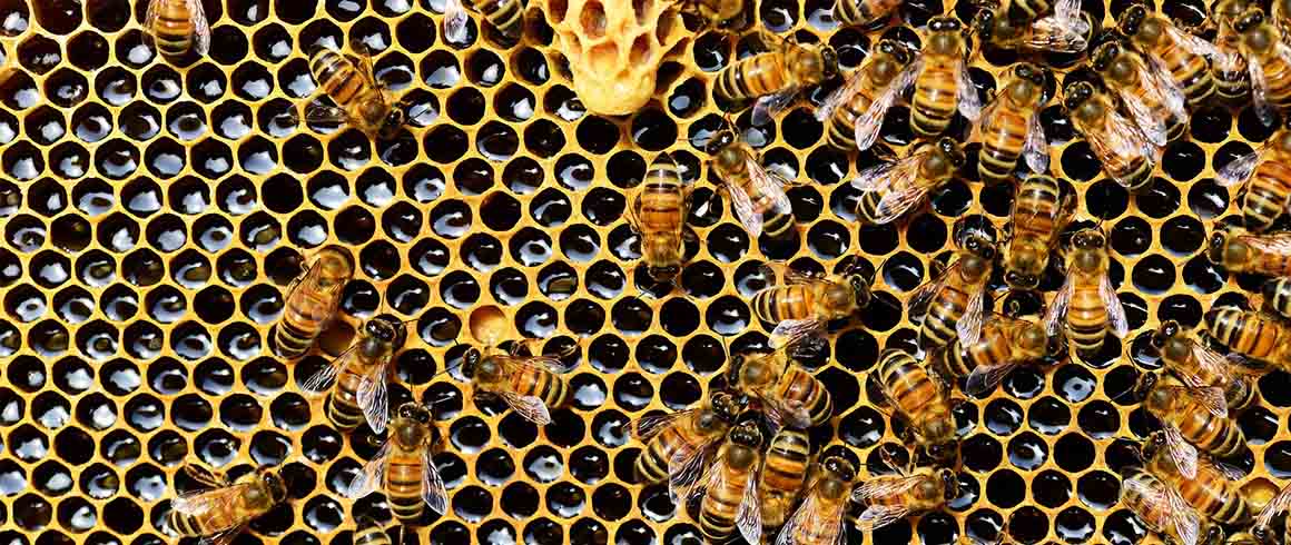 Le api, catturapolvere anti pm10