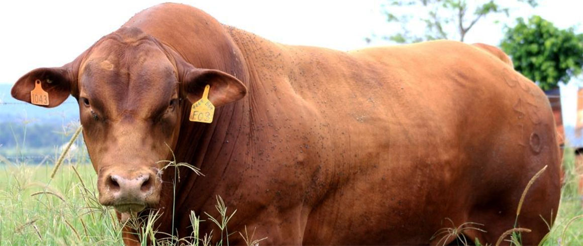 Una mucca sfamerà il mondo