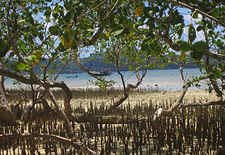 Una foresta di mangrovie alle isole Seychelles