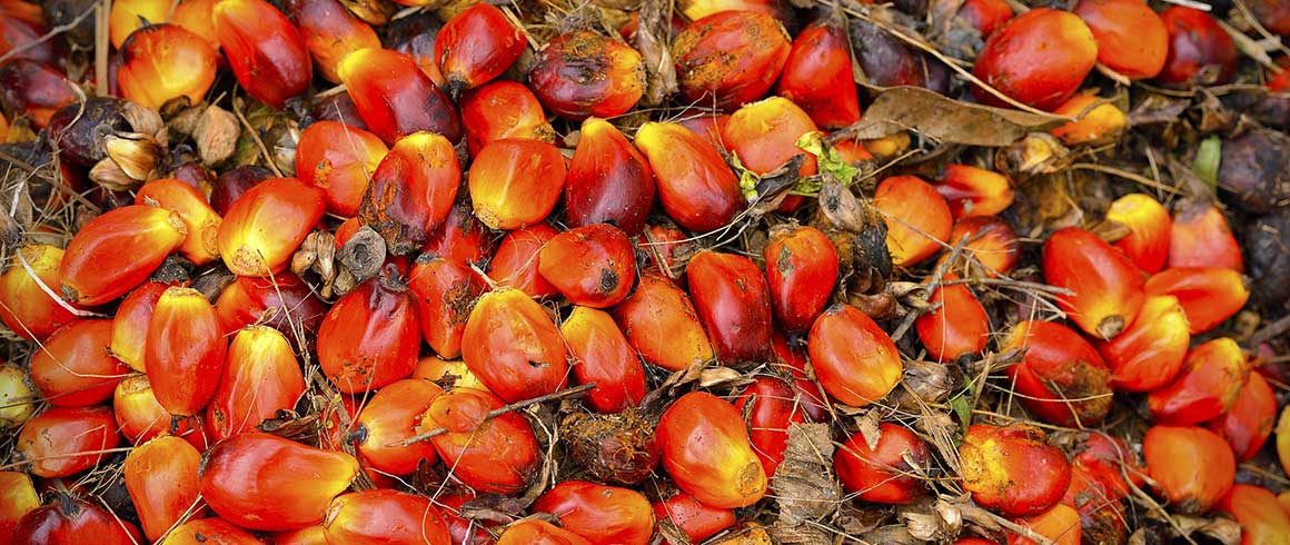 L’olio di palma non fa più male?