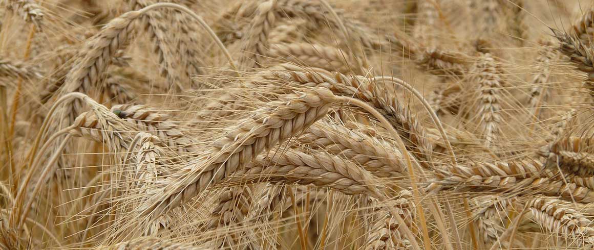 La sfida del Grano duro sostenibile