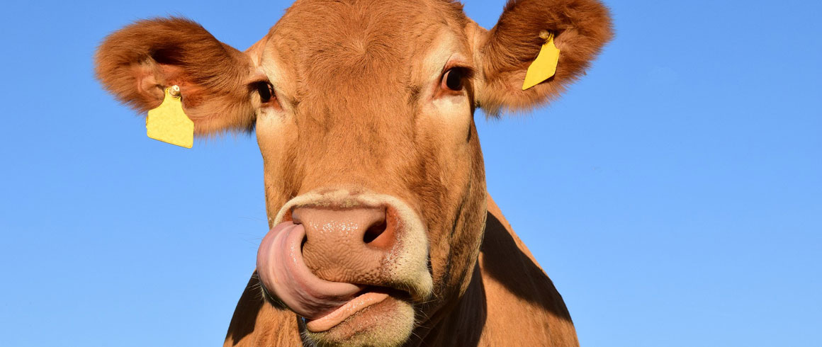 Mucche felici, latte più buono