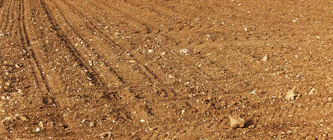 I fanghi fanno bene all’agricoltura