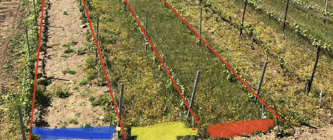 Meno chimica in vigneto con le cover crops